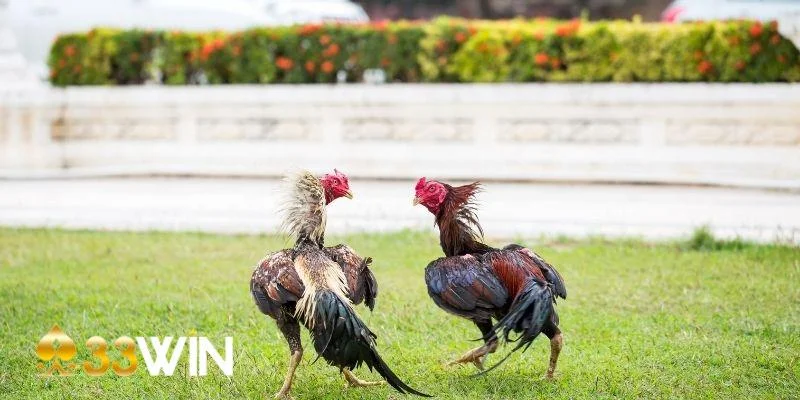 Chiến thuật đá gà với đa dạng các loại kèo
