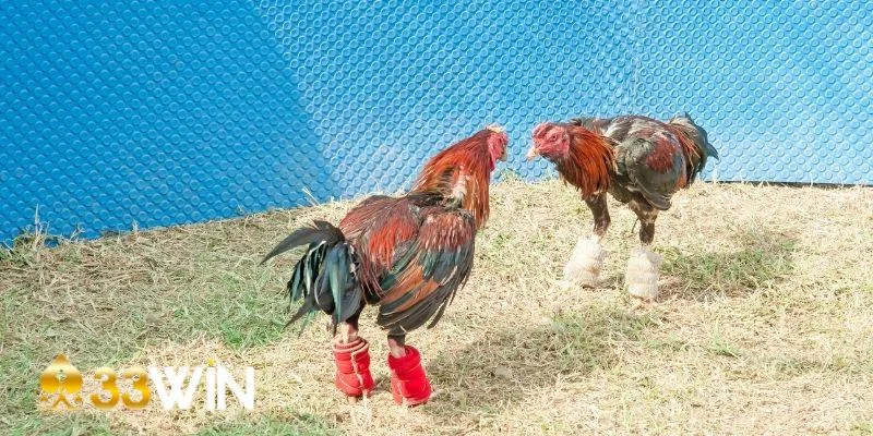 Đôi nét giới thiệu về chiến thuật đá gà
