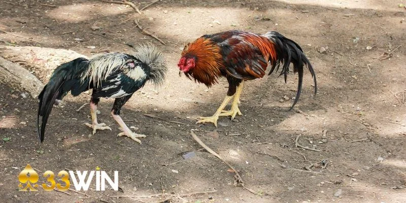 Chiến thuật đá gà bằng cách chọn chiến kê