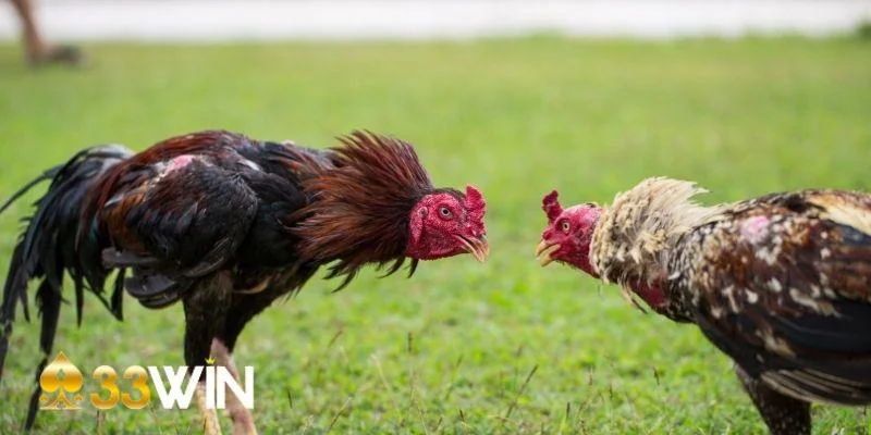 Kinh nghiệm cá cược đá gà với các hình thức
