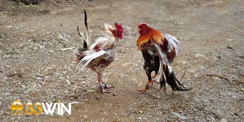 Khám phá kinh nghiệm cá cược đá gà thắng lớn