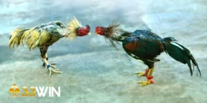 Kinh Nghiệm Cá Cược Đá Gà