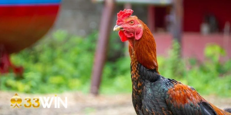 Mẹo chơi đá gà thắng lớn là chọn giống ưu việt