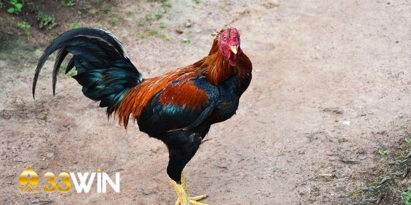 Mẹo chơi đá gà thắng lớn để đánh giá đối thủ