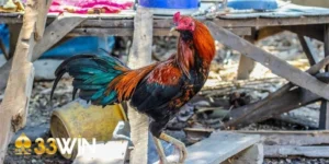 Mẹo chơi đá gà thắng lớn
