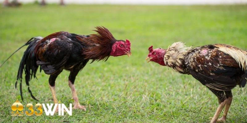 Vài thông tin về soi kèo đá gà