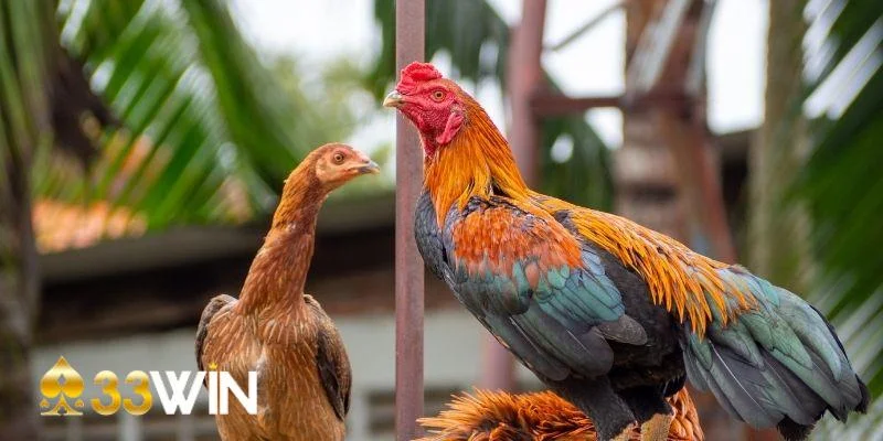 Nguyên tắc quan trọng khi dùng thuốc đá gà